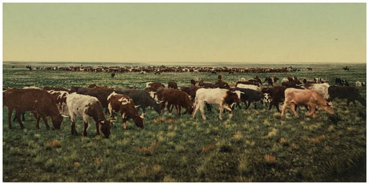 Colorado. "Round up," bunching the herd 0400-2641