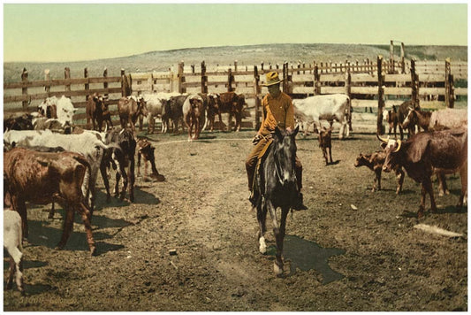 Colorado. "Round up" in the corral 0400-2643