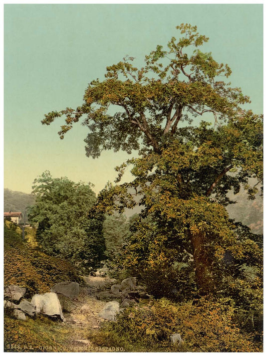 Giornico, old chestnut tree near the railway, St. Gotthard Railway, Switzerland 0400-5090