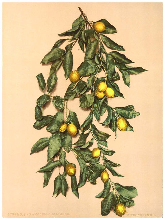 A branch of lemons, Limone, Lake Garda, Italy 0400-5400
