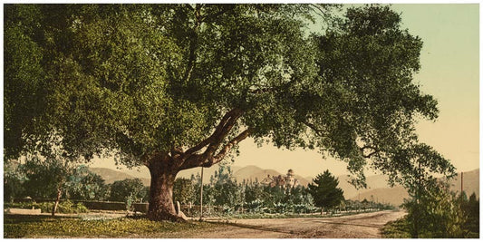 California. Orange Grove Avenue, Pasadena 0400-2126