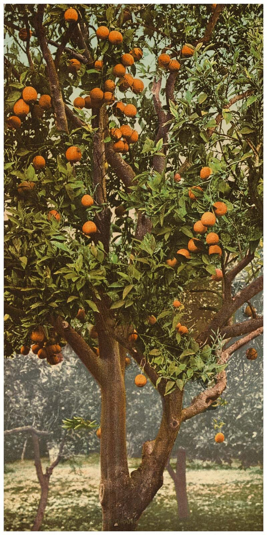 A California orange tree 0400-2146