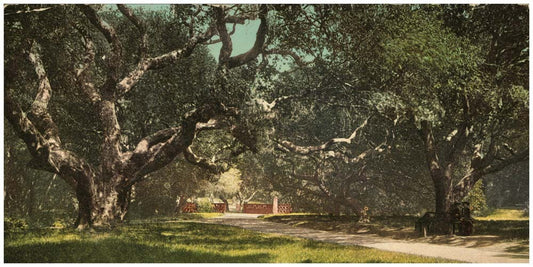 Live oaks at Berkely College 0400-2150