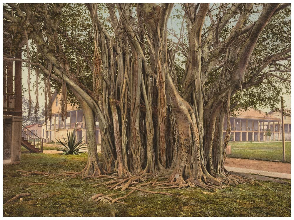 Rubber tree in the U.S. barracks, Key West 0400-2354