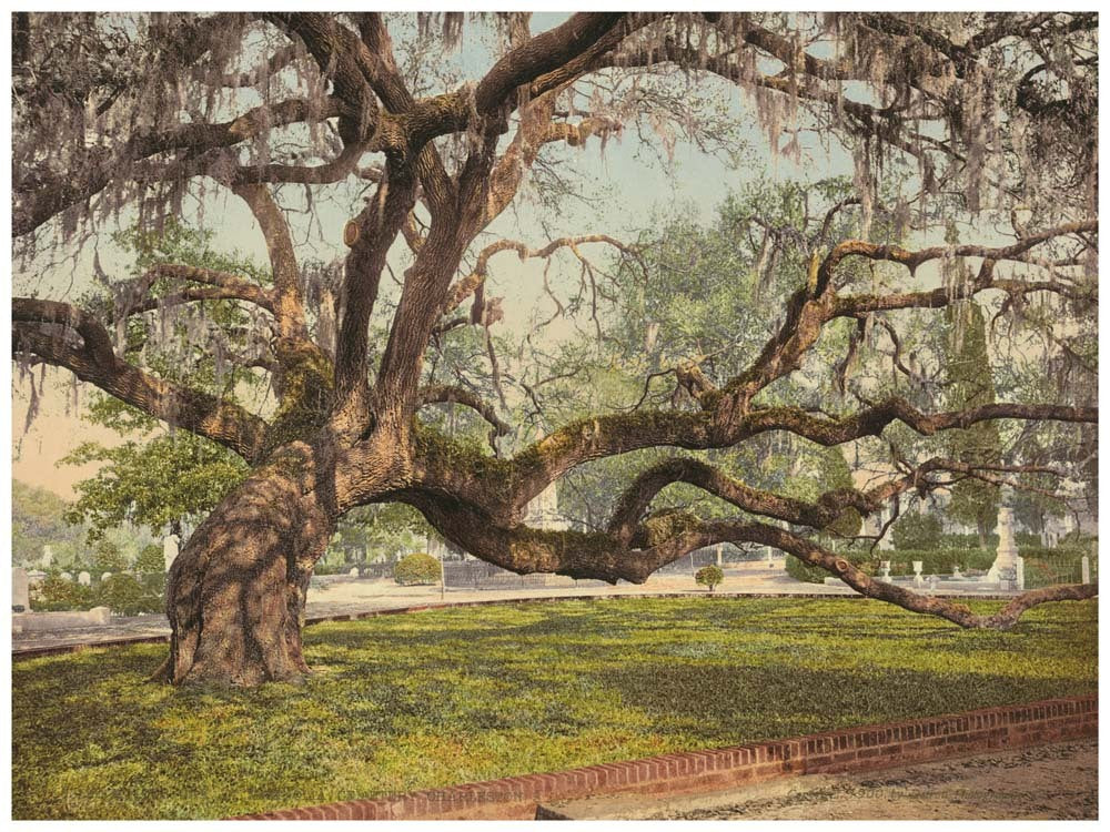 A live oak in Magnolia Cemetery, Charleston, S.C. 0400-2357