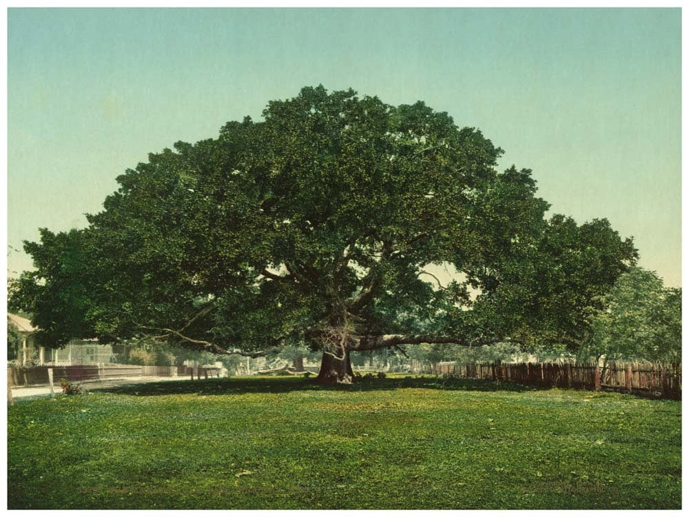 The Mammoth oak, Pass Christian, Miss. 0400-2448