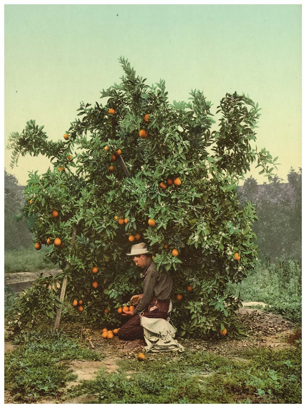 Picking oranges 0400-2494