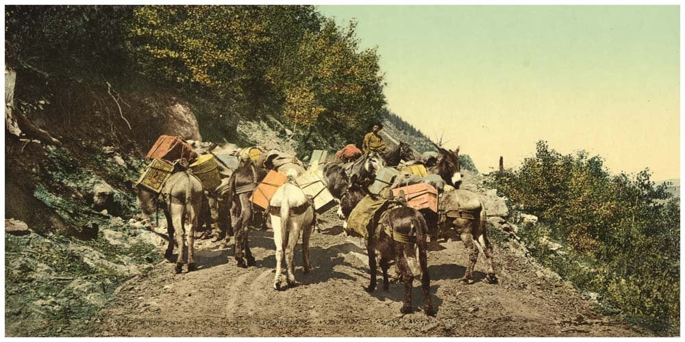 Colorado. Pack train on mountain road 0400-2637