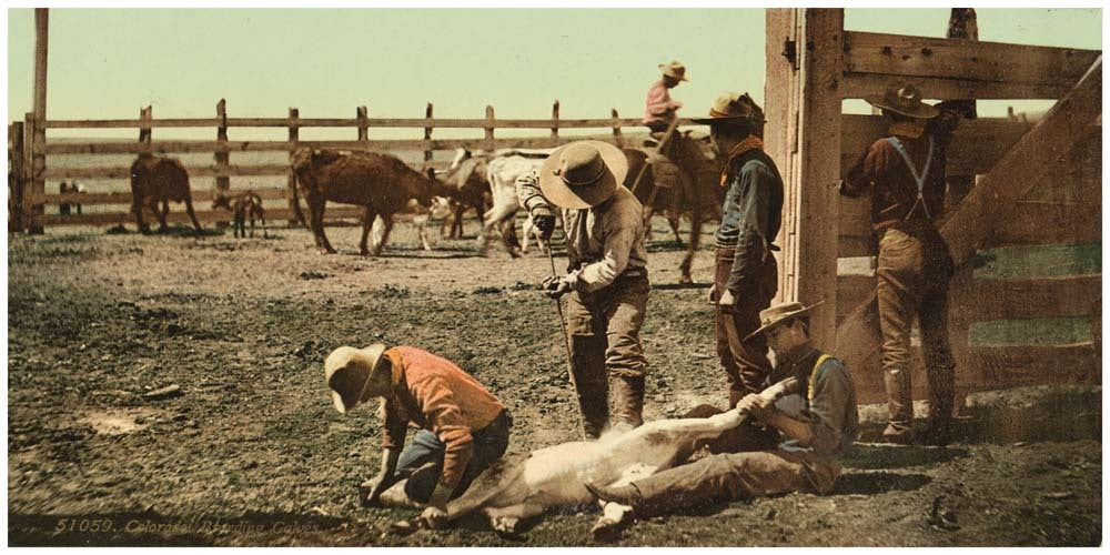 Colorado. Branding calves 0400-2642