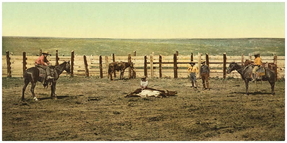 Colorado. "The round up" roping a steer 0400-2644