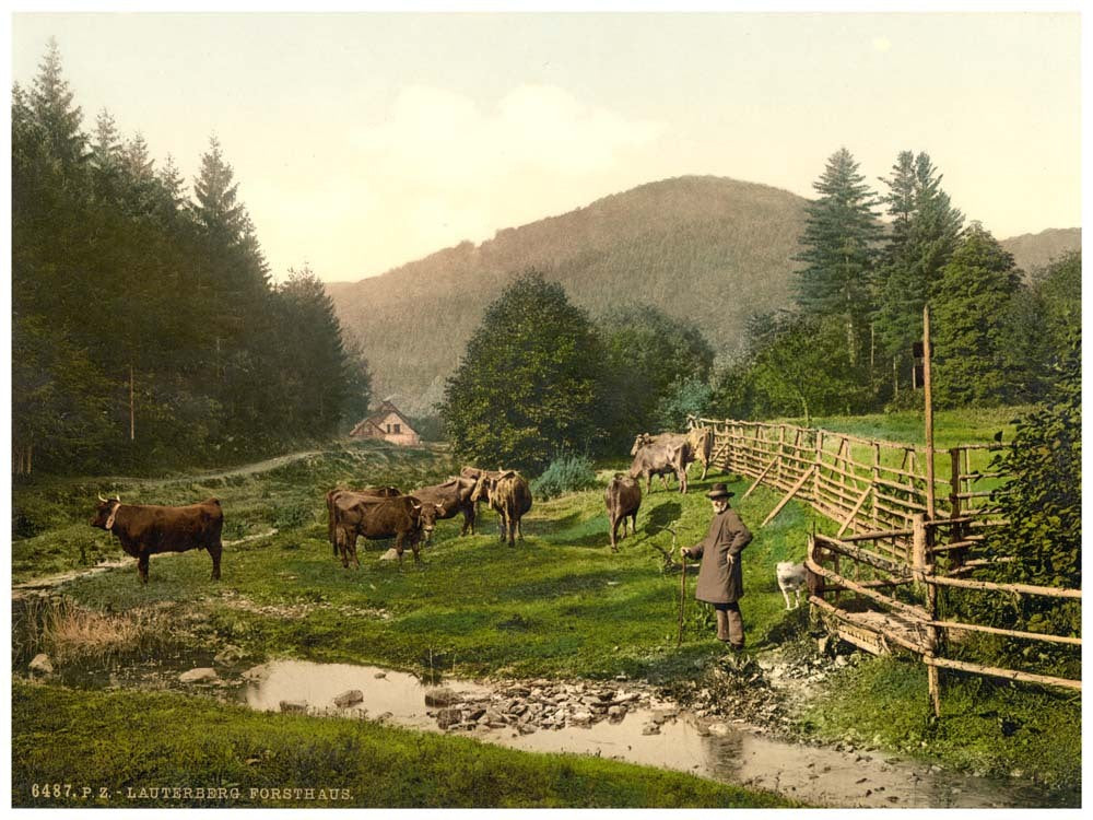 Forest House, Bad Lauterberg im Harz, Hartz, Germany 0400-4305