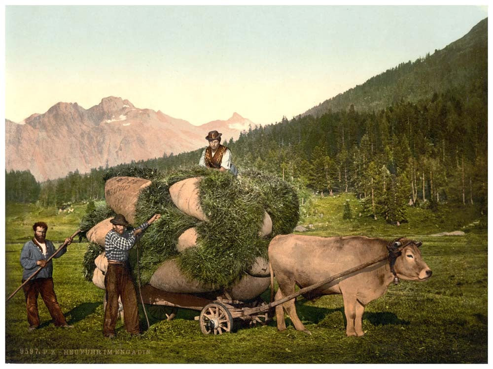 Engadine, carrying hay in the Engadine, Grisons, Switzerland 0400-4714