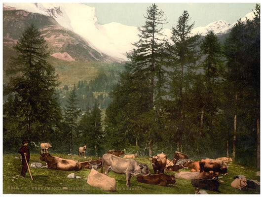 St. Moritz, cows at Johannisberg, Grisons, Switzerland 0400-4722