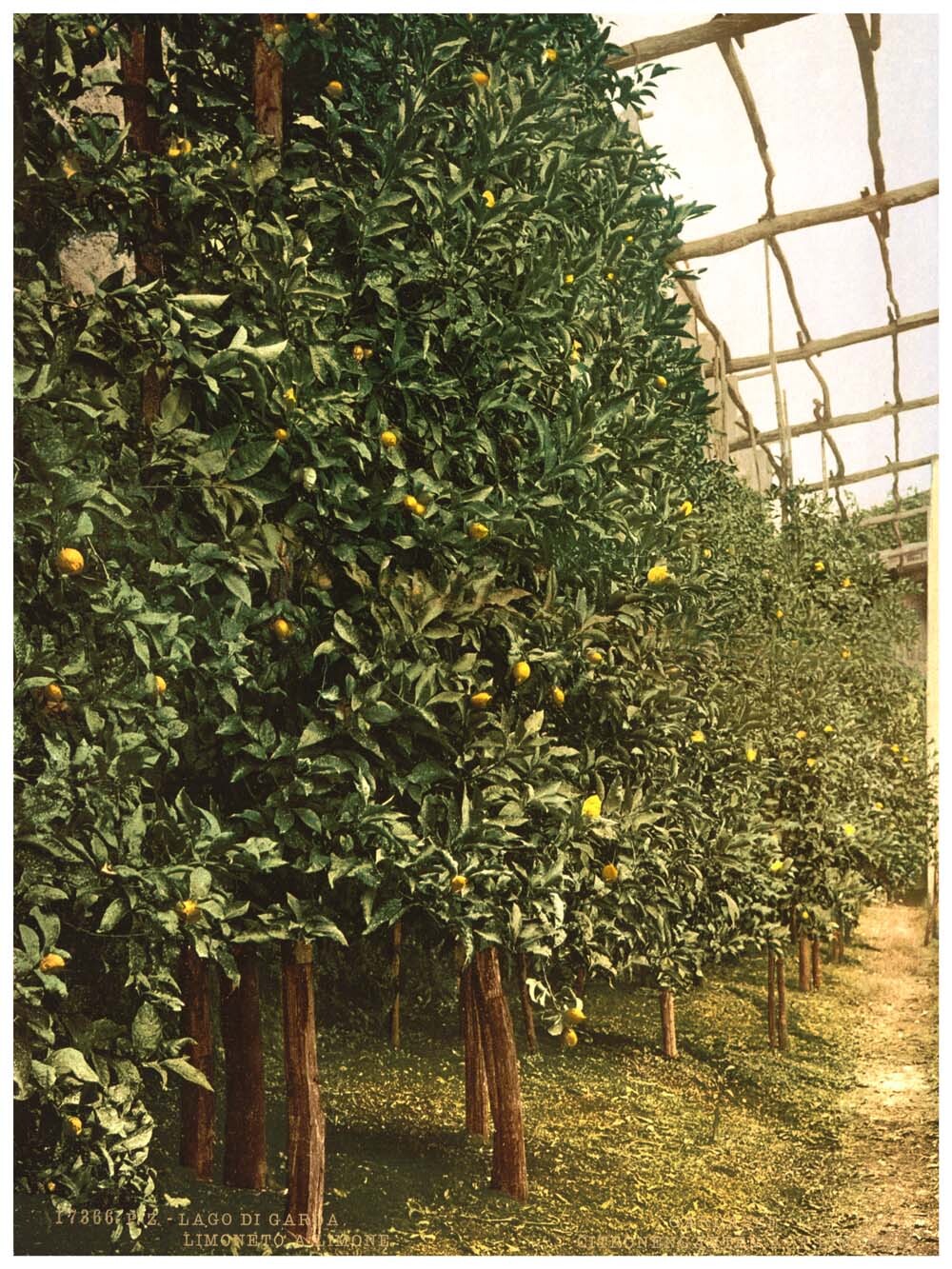 A lemon tree, Limone, Lake Garda, Italy 0400-5399